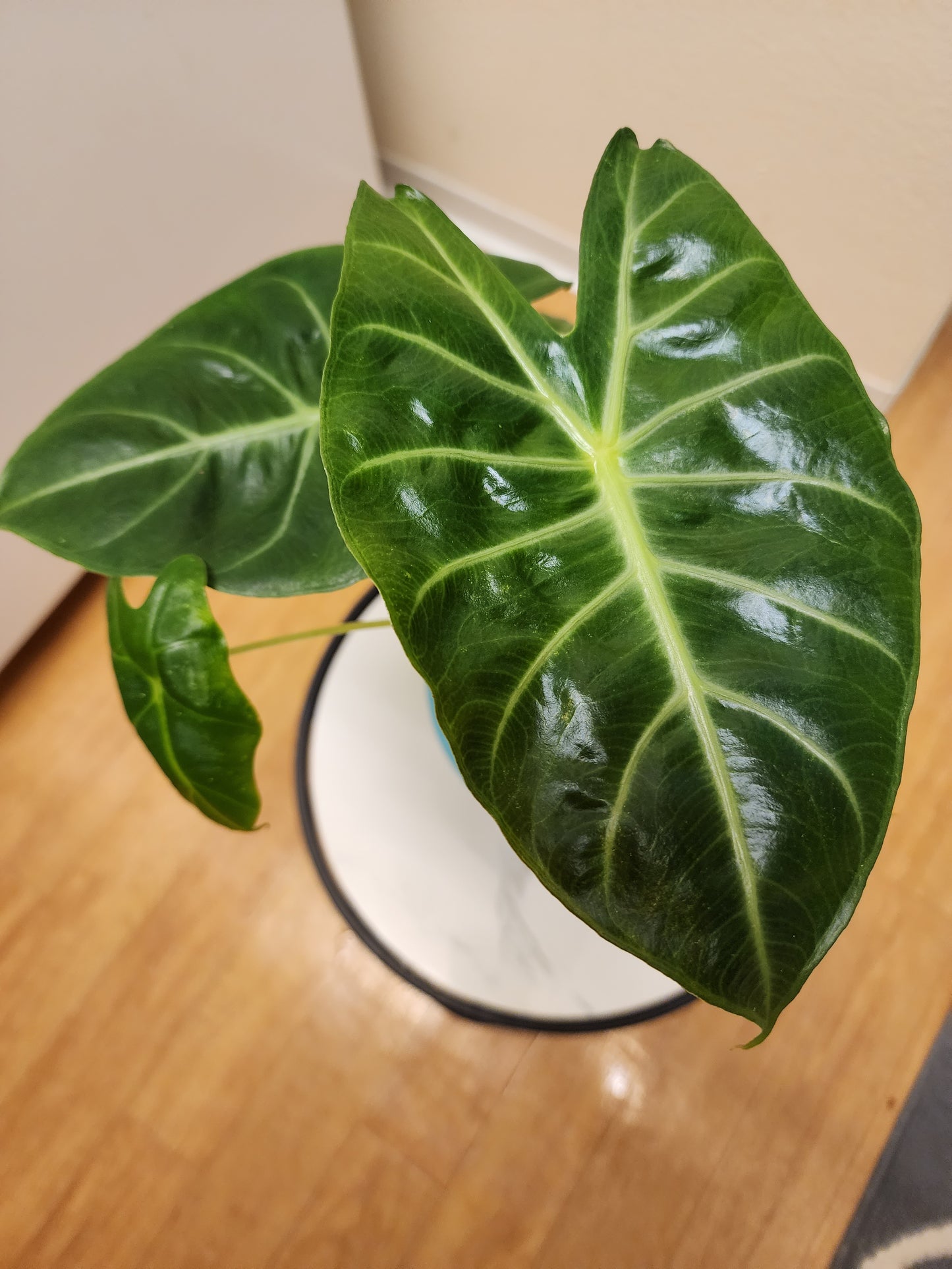 Alocasia Pink Dragon (Elephant Ear)
