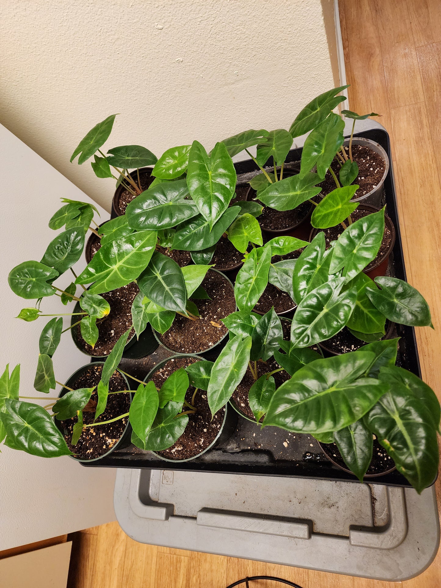 Alocasia Pink Dragon (Elephant Ear)