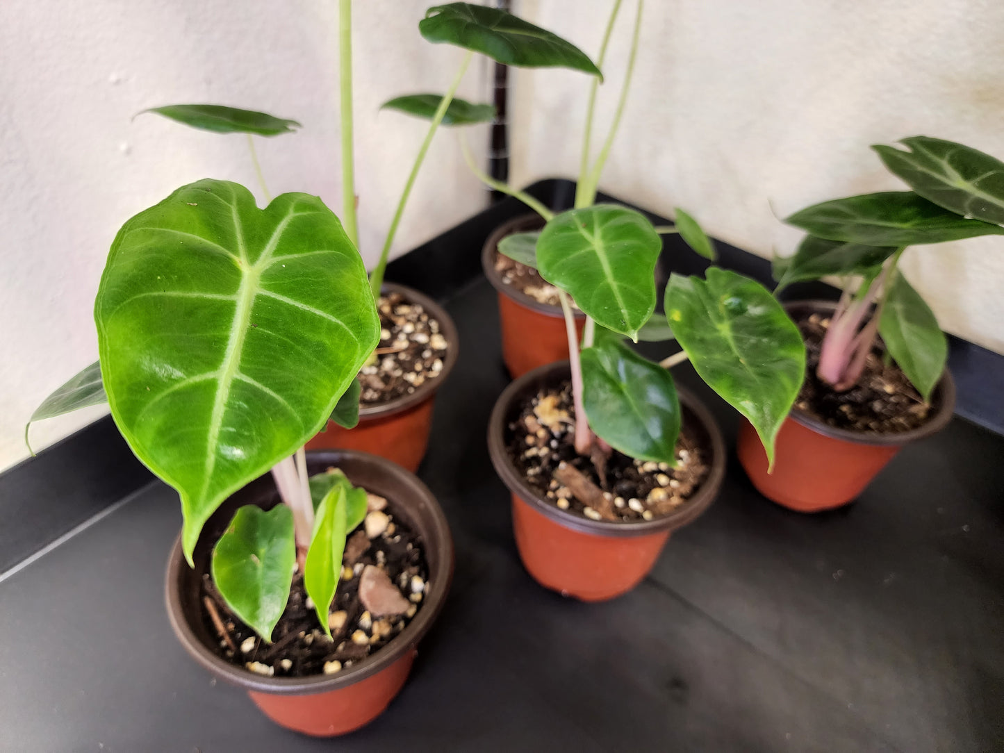 Alocasia Pink Dragon (Elephant Ear)