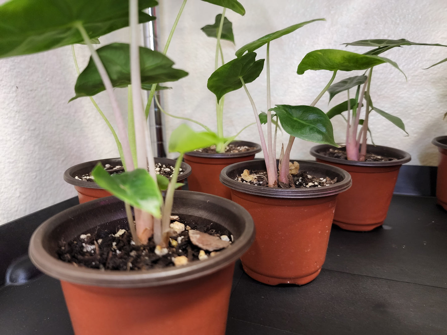 Alocasia Pink Dragon (Elephant Ear)