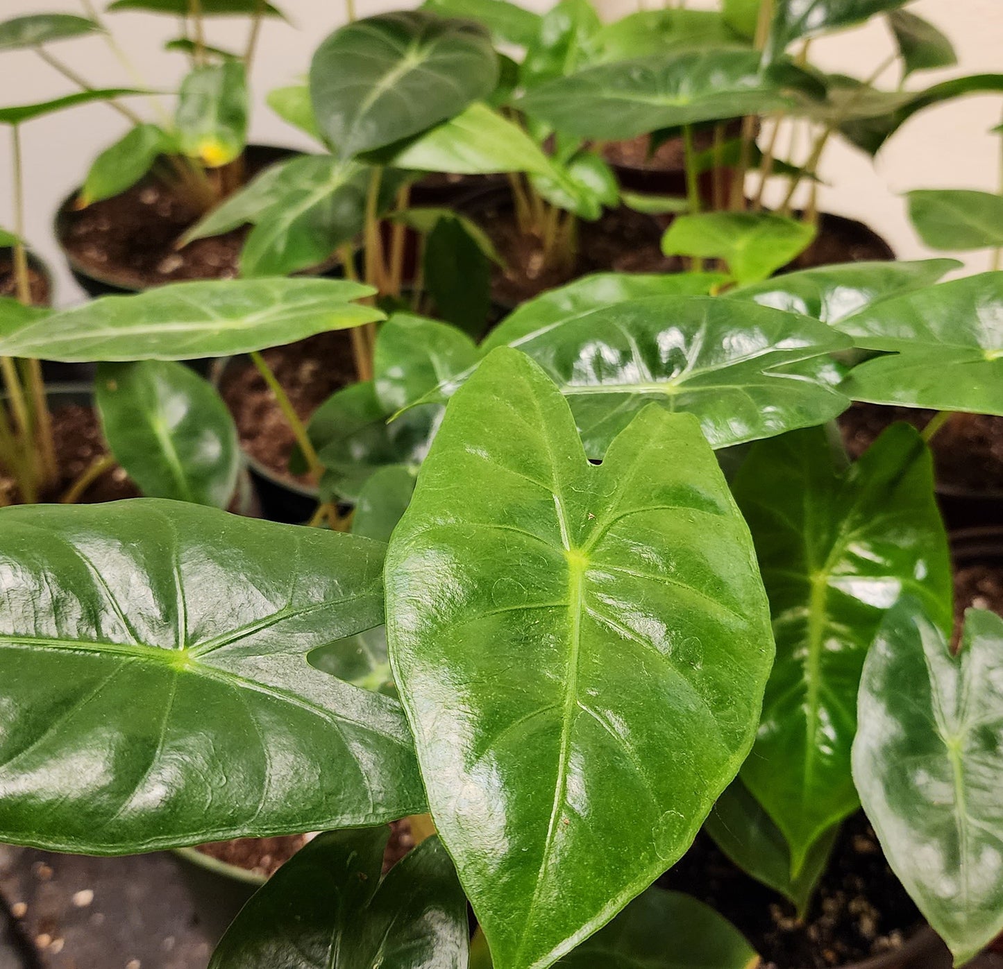 Alocasia Pink Dragon (Elephant Ear)